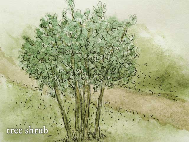 Marbletree (Cassine xylocarpa)